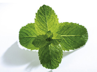 自制薄荷清涼補水面膜-菲菲美人館