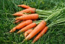 常吃七種蔬菜 皮膚就越來越白-菲菲美人館